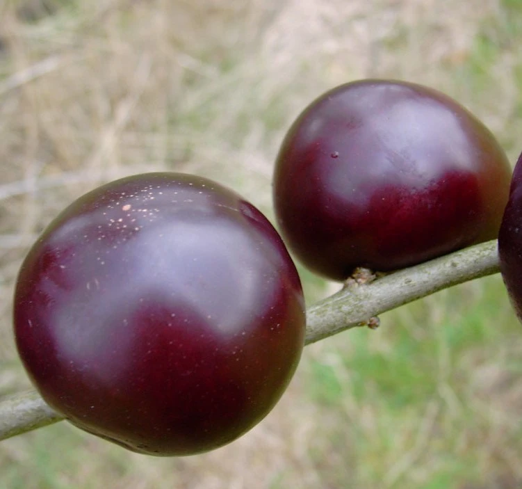 Black Amber Japanische Pflaume Prunus Salicina `Black Amber´ 3 Black Amber Japanische Pflaume Prunus Salicina `Black Amber´