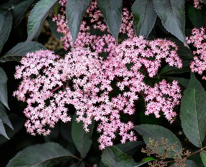 Rotblättriger Holunder `Black Beauty´ Sambucus Nigra `Black Beauty´ 3 Rotblättriger Holunder `Black Beauty´ Sambucus Nigra `Black Beauty´