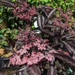 Rotblättriger Holunder `Black Beauty´ Sambucus Nigra `Black Beauty´ 8 Rotblättriger Holunder `Black Beauty´ Sambucus Nigra `Black Beauty´ -Pflanzen Verkäufe Black Beauty1