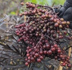 Holunder Black Lace ® Sambucus Nigra `Black Lace´ -Pflanzen Verkäufe Black Lace Furcht