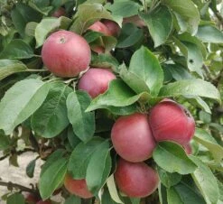 Säulenapfel `Black McIntosh´ Malus Domestica