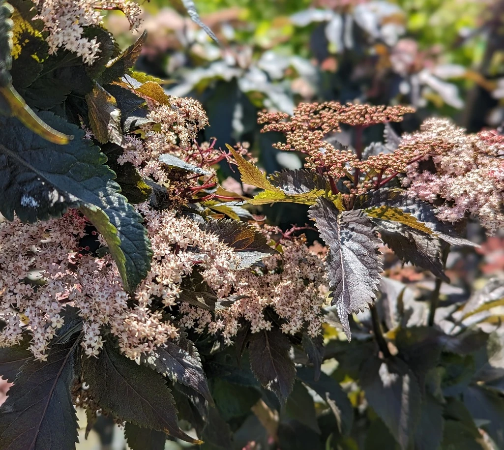 Holunder-Säule Black Tower (R) Sambucus Nigra `Black Tower´ 6 Holunder-Säule Black Tower (R) Sambucus Nigra `Black Tower´ - Image 4