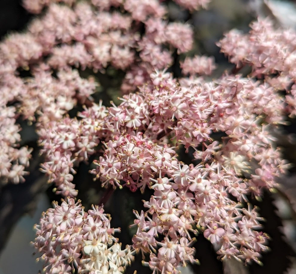 Holunder-Säule Black Tower (R) Sambucus Nigra `Black Tower´ 7 Holunder-Säule Black Tower (R) Sambucus Nigra `Black Tower´ - Image 5