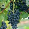 Blauer Muskateller Vitis `Blauer Muskateller´ -Pflanzen Verkäufe Blauer Muskateller1