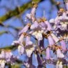 Blauglockenbaum / Kiri-Baum Paulownia Tomentosa -Pflanzen Verkäufe Blauglockenbaum