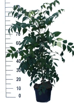 Blauschote / Blaugurkenbaum Decaisnea Fargesii -Pflanzen Verkäufe Blauschote Decaisnea weiss