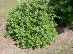 Sibirische Blaubeere "Blue Velvet" Lonicera Kamtschatica `Blue Velvet´ -Pflanzen Verkäufe Blue Velvet Kordes Jungpflanzen