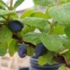 Sibirische Blaubeere "Blue Velvet" Lonicera Kamtschatica `Blue Velvet´ 2 Sibirische Blaubeere "Blue Velvet" Lonicera Kamtschatica `Blue Velvet´ -Pflanzen Verkäufe Blue velvet sibirischie blaubeere