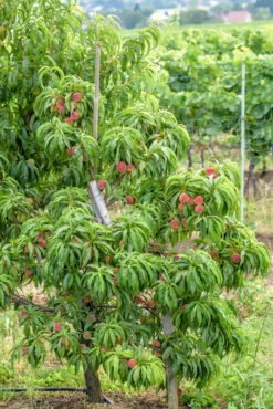Zwergpfirsich `Bonanza´ Prunus Persica -Pflanzen Verkäufe Bonanza