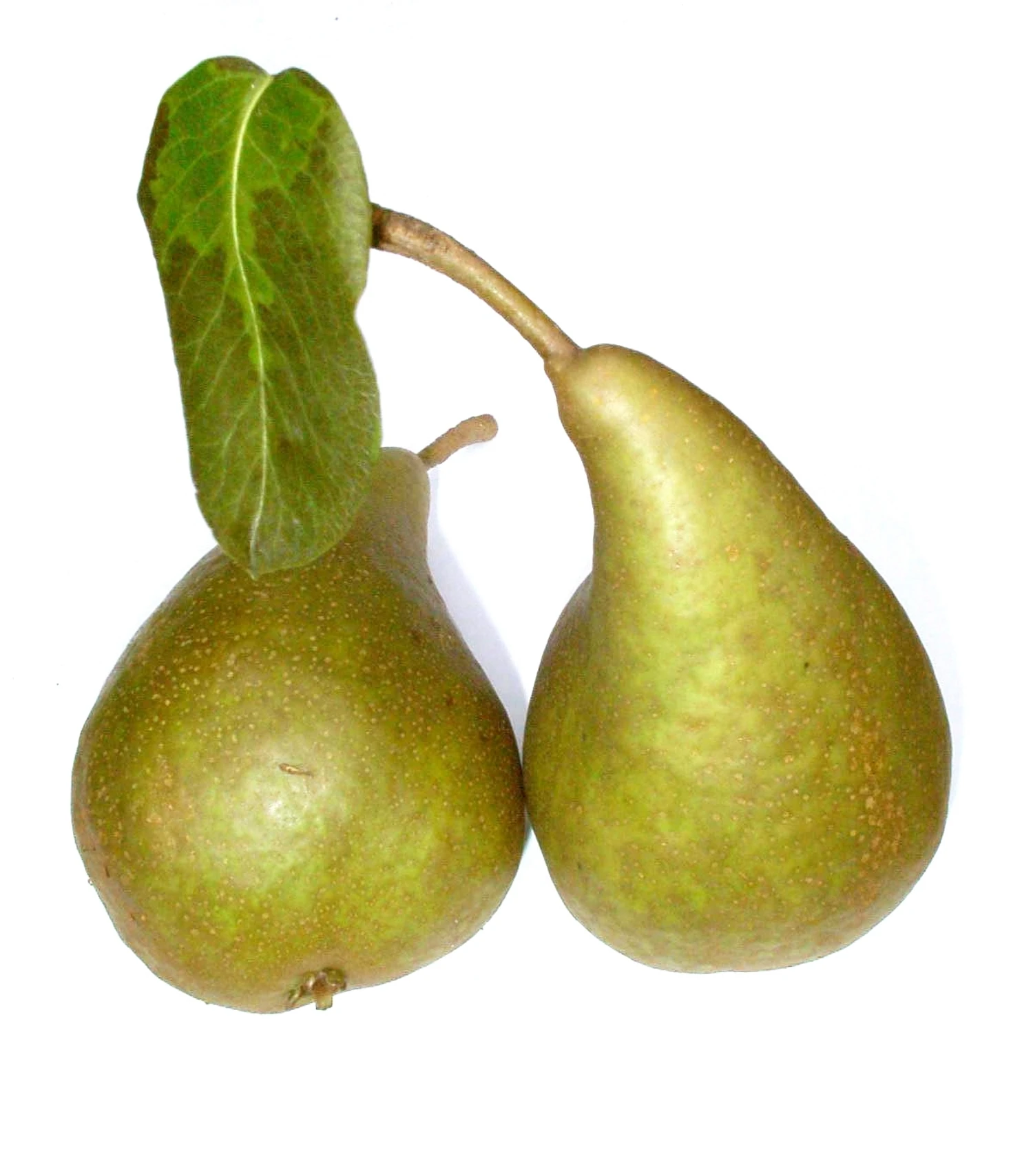 Bosc´s Flaschenbirne Pyrus Communis `Bosc´s Flaschenbirne´ 4 Bosc´s Flaschenbirne Pyrus Communis `Bosc´s Flaschenbirne´ - Image 2