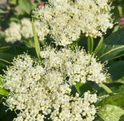 Amerikanischer Schneeball `Brandywine´ Viburnum Nudum `Brandywine´ -Pflanzen Verkäufe Brandywine bl te