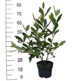 Amerikanischer Schneeball `Brandywine´ Viburnum Nudum `Brandywine´ -Pflanzen Verkäufe Brandywine weiss