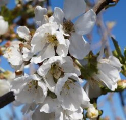 Burlat Prunus Avium `Burlat´ -Pflanzen Verkäufe Burlat