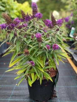Schmetterlingsflieder Butterfly Candy® (versch. Farben) Buddleja Davidii 15 Schmetterlingsflieder Butterfly Candy® (versch. Farben) Buddleja Davidii -Pflanzen Verkäufe Butterfly Candy