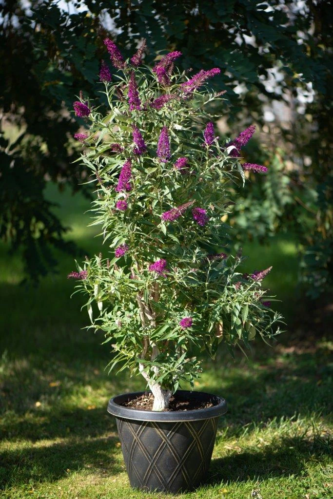 Säulen-Sommerflieder `Butterfly Tower´ Buddleja Davidii `Butterfly Tower´ 5 Säulen-Sommerflieder `Butterfly Tower´ Buddleja Davidii `Butterfly Tower´ - Image 3