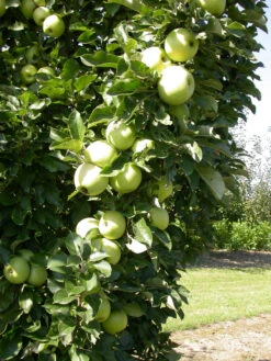 Zwergapfel `Cactus´ Malus Domestica `Cactus´ -Pflanzen Verkäufe Cactus 1