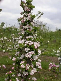 Zwergapfel `Cactus´ Malus Domestica `Cactus´ -Pflanzen Verkäufe Cactus2
