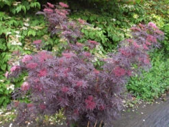 Holunder `Cherry Lace´ Sambucus Nigra `Cherry Lace´ -Pflanzen Verkäufe Cherry LAce3
