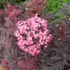Holunder `Cherry Lace´ Sambucus Nigra `Cherry Lace´ -Pflanzen Verkäufe Cherry Lace
