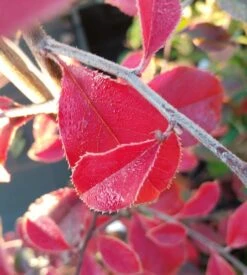 Chinesische Quitte / Holzquitte Pseudocydonia Sinensis -Pflanzen Verkäufe Chinesische Quitte Holzquitte Pseudocydonia