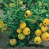 Nordische Zitrone, Zierquitte `Cido´ Chaenomeles Japonica `Cido´ -Pflanzen Verkäufe Cido