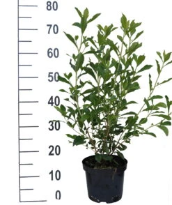 Zimterle - Clethra Clethra Alnifolia 9 Zimterle - Clethra Clethra Alnifolia -Pflanzen Verkäufe Clethra Ruby Spice