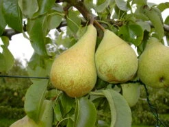 Condo Pyrus Communis `Condo´ -Pflanzen Verkäufe Condo 3