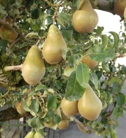 Conference Pyrus Communis `Conference -Pflanzen Verkäufe Conference Birne