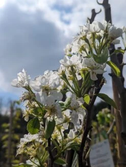 Conference Pyrus Communis `Conference -Pflanzen Verkäufe Conference Bl te