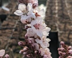 Zwergpfirsich `Crimson Bonfire´ Prunus Persica `Crimson Bonfire´ -Pflanzen Verkäufe Crimson Bonfire