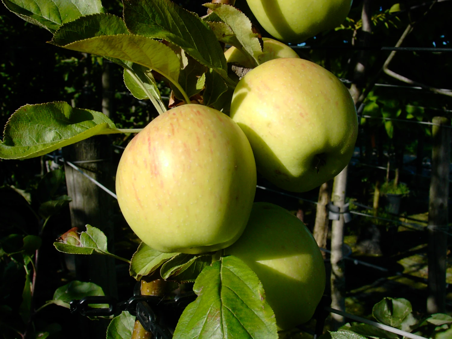 Dülmener Rosenapfel Malus Domestica 4 Dülmener Rosenapfel Malus Domestica - Image 2