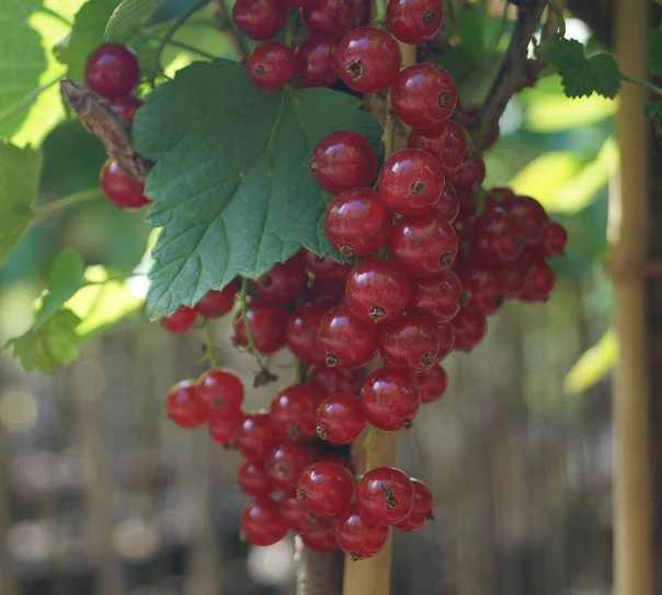 Rolan Ribes Rubrum `Rolan´ 5 Rolan Ribes Rubrum `Rolan´ - Image 3