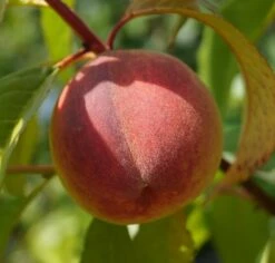 Pfirsich Red Haven Prunus Persica `Red Haven´ -Pflanzen Verkäufe DSC01689