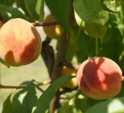 Pfirsich Red Haven Prunus Persica `Red Haven´ -Pflanzen Verkäufe DSC01694