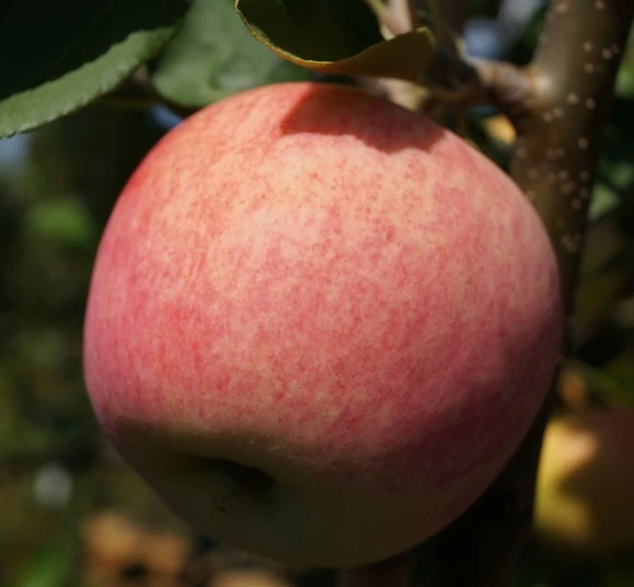 Piros ® Malus Domestica `Piros®´ 3 Piros ® Malus Domestica `Piros®´