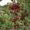 Säulenzierapfel "Red Obelisk" Malus `Red Obelisk´ -Pflanzen Verkäufe DSC01844