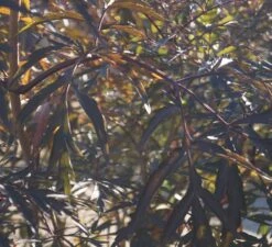 Holunder Black Lace ® Sambucus Nigra `Black Lace´ -Pflanzen Verkäufe DSC01980