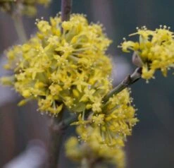 Großfrüchtige Kornelkirsche `Schönbrunner Gourmet Dirndl´ Cornus Mas `Schönbrunner Gourmetdirndl´ 10 Großfrüchtige Kornelkirsche `Schönbrunner Gourmet Dirndl´ Cornus Mas `Schönbrunner Gourmetdirndl´ -Pflanzen Verkäufe DSC02022