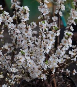 Nankingkirsche `Orient´ Prunus Tomentosa Orient -Pflanzen Verkäufe DSC02034