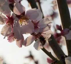 Dürkheimer Krachmandel Prunus Dulcis `Dürkheimer Krachmandel´ -Pflanzen Verkäufe DSC02038