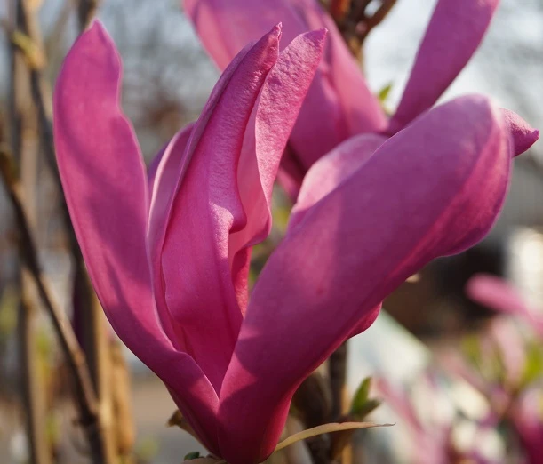 Purpur-Magnolie `Susan´ Magnolia Liliiflora `Susan´ 4 Purpur-Magnolie `Susan´ Magnolia Liliiflora `Susan´ - Image 2