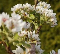 Säulenbirne `Condo´ Pyrus Communis `Condo´ -Pflanzen Verkäufe DSC02068