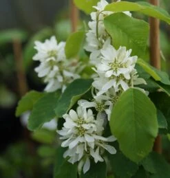 Saskatoon Berry Amelanchier Alnifolia `Saskatoon Berry´ -Pflanzen Verkäufe DSC02071