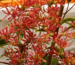 Sieben-Söhne-des-Himmels-Strauch Heptacodium Miconioides -Pflanzen Verkäufe DSC02842