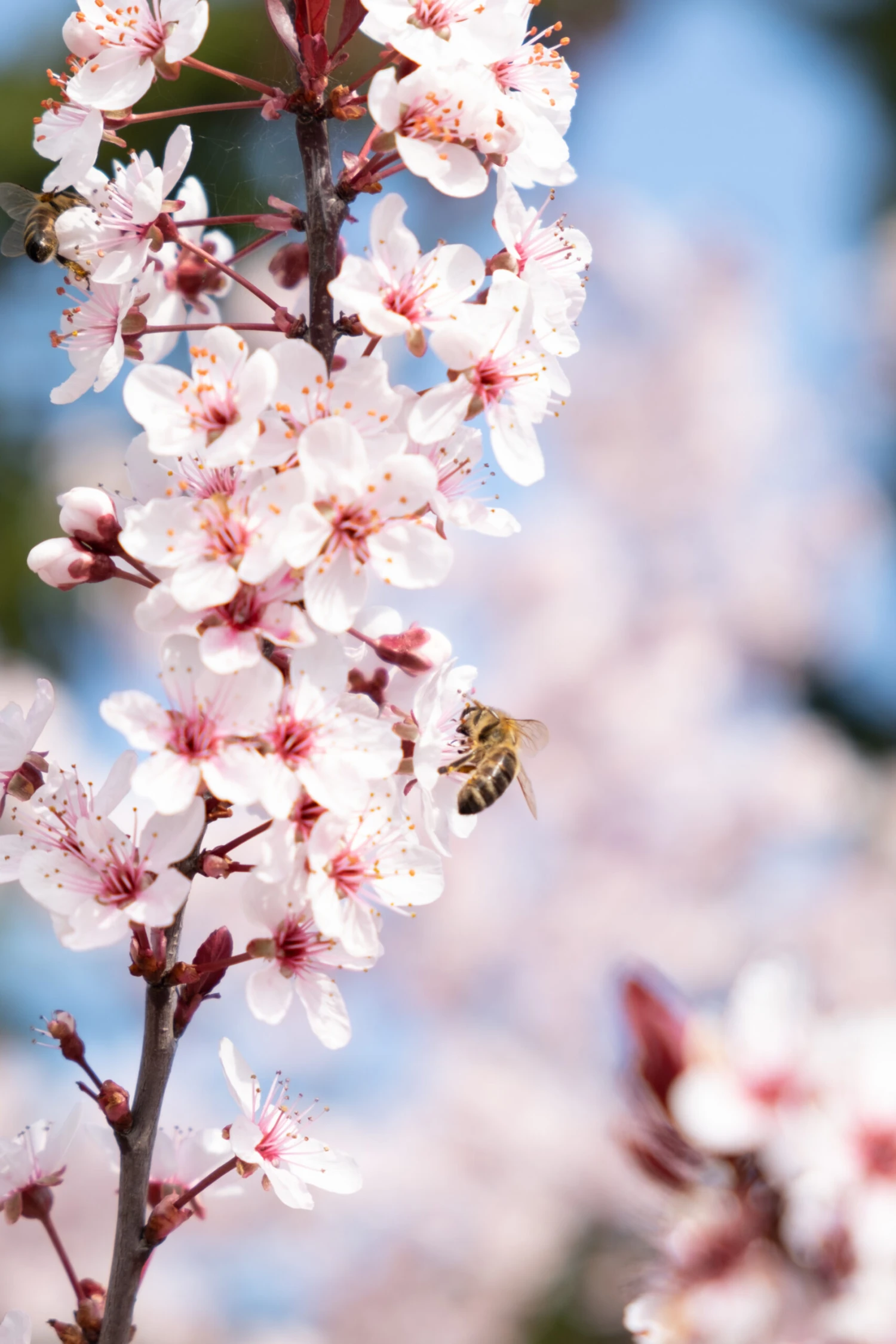 Zwergblutpflaume Prunus Cistena 4 Zwergblutpflaume Prunus Cistena - Image 2