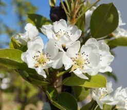 Säulenbirne `Decora´ (zweijährig) Pyrus Communis `Decora´ -Pflanzen Verkäufe Decora 1