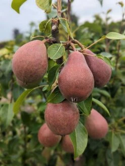 Säulenbirne `Decora´ Pyrus Communis `Decora´ 10 Säulenbirne `Decora´ Pyrus Communis `Decora´ -Pflanzen Verkäufe Decora 5