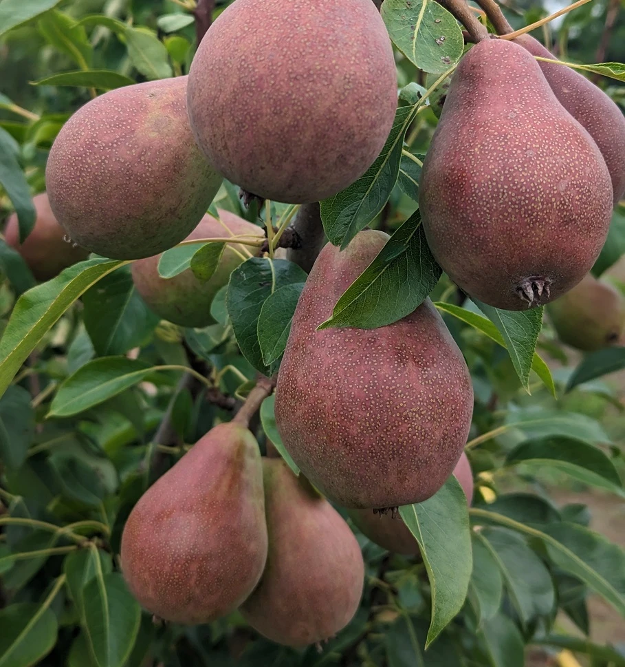 Säulenbirne `Decora´ Pyrus Communis `Decora´ 3 Säulenbirne `Decora´ Pyrus Communis `Decora´