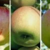 Drei-Sorten-Apfelbaum (Gravensteiner, Goldparmäne, Kaiser Wilhelm) Malus Domestica -Pflanzen Verkäufe Drei Sorten Apfel Gravensteiner Goldparm ne Kaiser Wilhelm