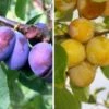 Duo-Obst, Hauszwetsche & Nancy Mirabelle Prunus Domestica -Pflanzen Verkäufe Duo Hauszwetsche Nancynxn2YUf67IkNG